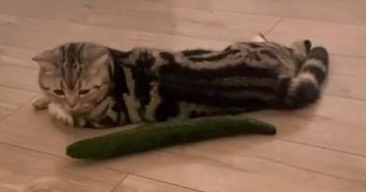 Terungkap Kenapa Kucing Panik Lihat Timun Ini Alasannya