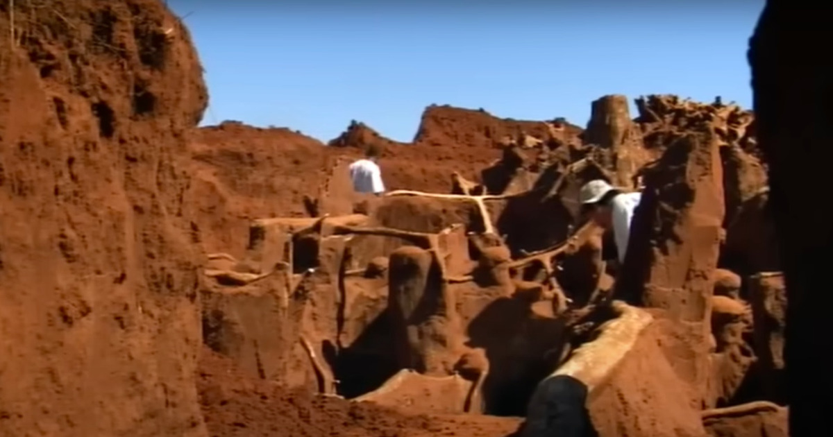 Terungkap Kota Semut Raksasa Seluas Futsal Bikin Geger Dunia