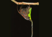 Terungkap Laba-Laba Penyamar Daun Kering Ini Bikin Takut Hilang