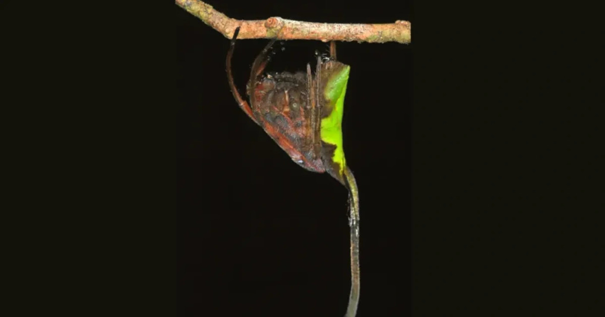 Terungkap Laba-Laba Penyamar Daun Kering Ini Bikin Takut Hilang