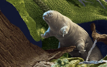 Terungkap Makhluk Kecil Ini Abadi di Bumi Saat Kiamat