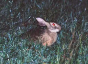 Terungkap Setelah 4 Dekade Kelinci Hainan Muncul Kembali