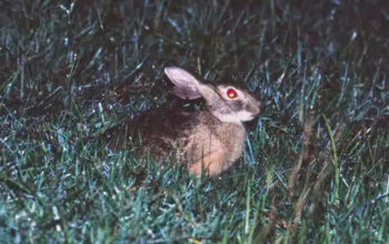 Terungkap Setelah 4 Dekade Kelinci Hainan Muncul Kembali