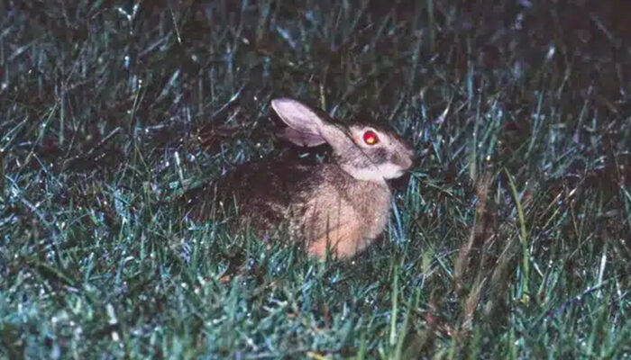 Terungkap Setelah 4 Dekade Kelinci Hainan Muncul Kembali