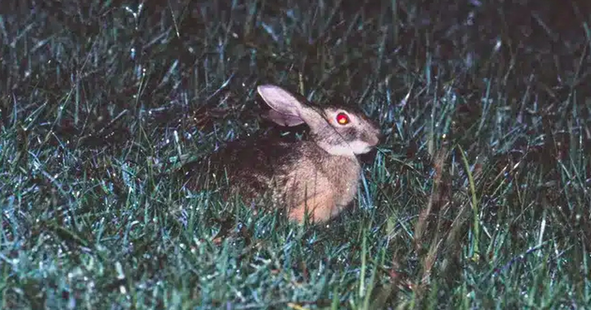 Terungkap Setelah 4 Dekade Kelinci Hainan Muncul Kembali