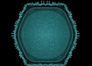 Terungkap Virus Raksasa Kunci Evolusi Kehidupan di Bumi