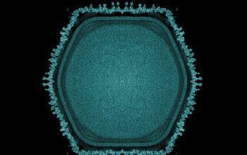 Terungkap Virus Raksasa Kunci Evolusi Kehidupan di Bumi