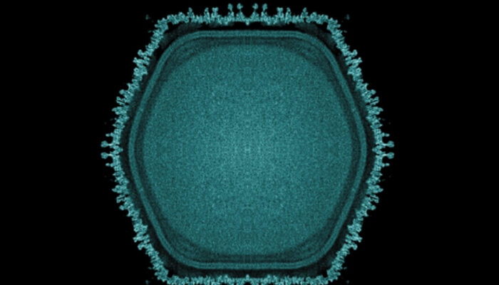 Terungkap Virus Raksasa Kunci Evolusi Kehidupan di Bumi