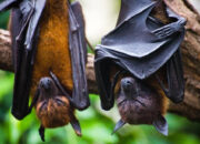 Virus Nipah Mengancam Asia Fatalitas Tinggi Waspada Sekarang