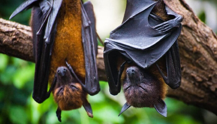 Virus Nipah Mengancam Asia Fatalitas Tinggi Waspada Sekarang