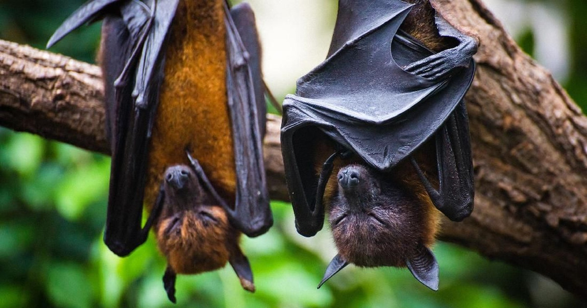 Virus Nipah Mengancam Asia Fatalitas Tinggi Waspada Sekarang