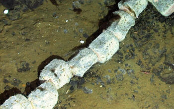 Bangkai Paus Antartika Ungkap Rahasia Laut Dalam Tersembunyi