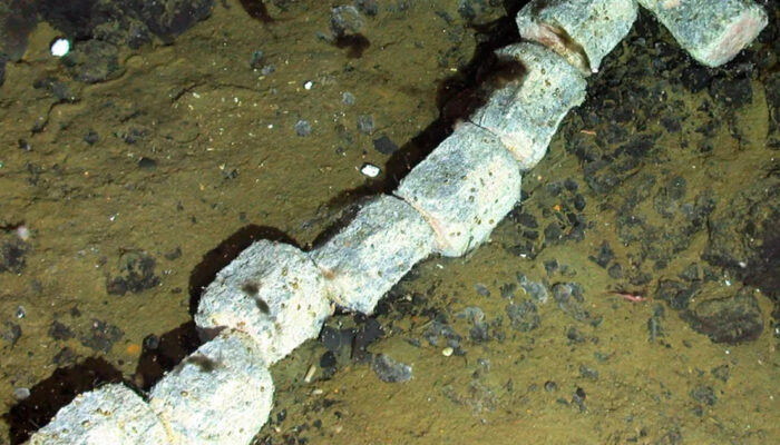 Bangkai Paus Antartika Ungkap Rahasia Laut Dalam Tersembunyi