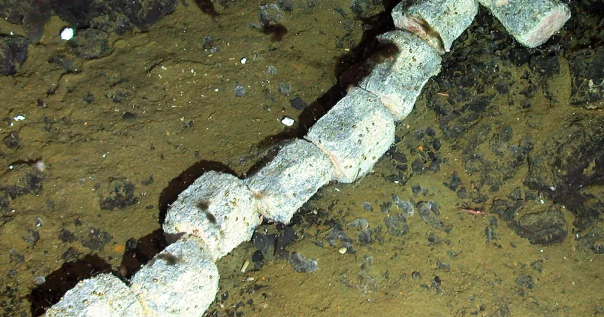 Bangkai Paus Antartika Ungkap Rahasia Laut Dalam Tersembunyi