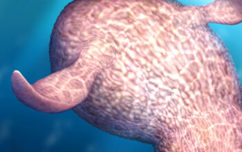 Gurita Raksasa 19 Meter Predator Laut Zaman Dinosaurus Nyata