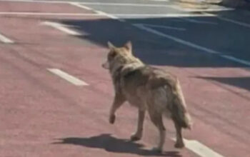 Hoaks Serigala Kabur AI Terungkap Polisi Tangkap Pelaku