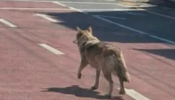 Hoaks Serigala Kabur AI Terungkap Polisi Tangkap Pelaku