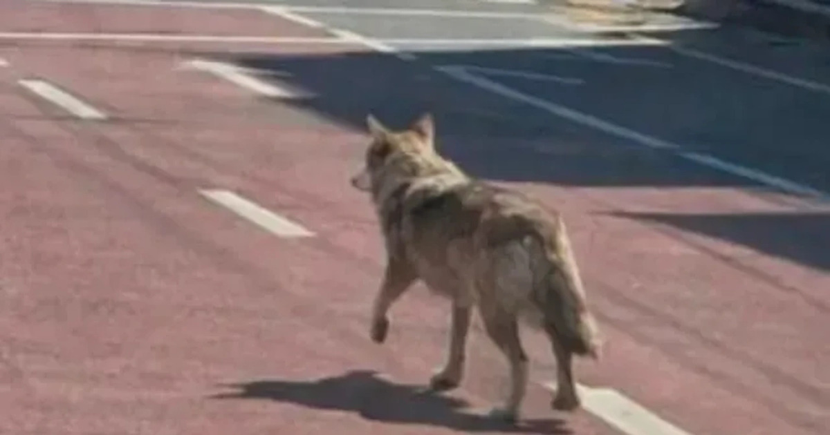 Hoaks Serigala Kabur AI Terungkap Polisi Tangkap Pelaku