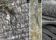 Ikan Mungil Ini Mendaki Air Terjun 15 Meter Mengejutkan!