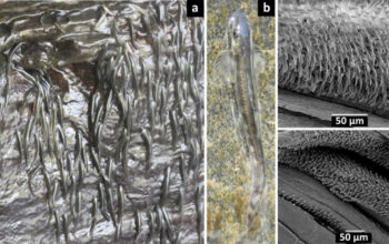 Ikan Mungil Ini Mendaki Air Terjun 15 Meter Mengejutkan!