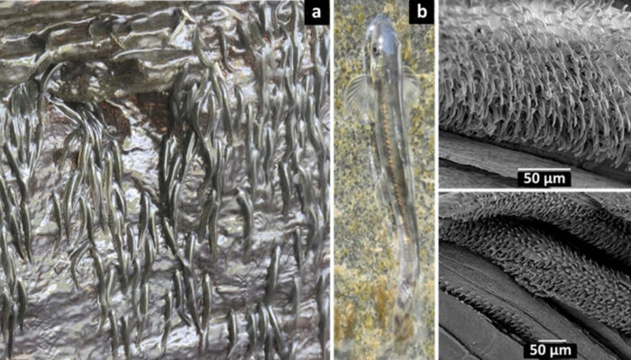 Ikan Mungil Ini Mendaki Air Terjun 15 Meter Mengejutkan!
