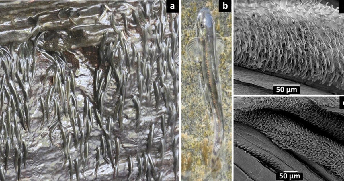 Ikan Mungil Ini Mendaki Air Terjun 15 Meter Mengejutkan!