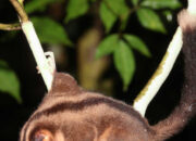 Kejutan Papua Nugini Spesies Punah 6000 Tahun Hidup Kembali