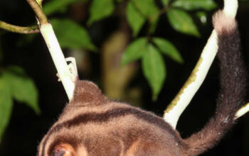 Kejutan Papua Nugini Spesies Punah 6000 Tahun Hidup Kembali