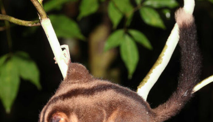 Kejutan Papua Nugini Spesies Punah 6000 Tahun Hidup Kembali