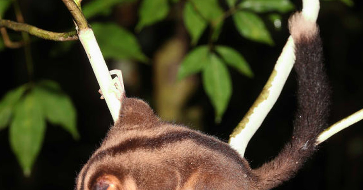 Kejutan Papua Nugini Spesies Punah 6000 Tahun Hidup Kembali