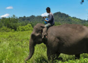 Misteri Gajah Menyembah Bulan Terbongkar Fakta Mengejutkan