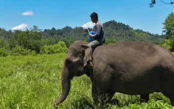 Misteri Gajah Menyembah Bulan Terbongkar Fakta Mengejutkan
