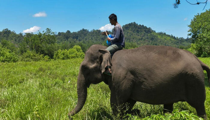 Misteri Gajah Menyembah Bulan Terbongkar Fakta Mengejutkan