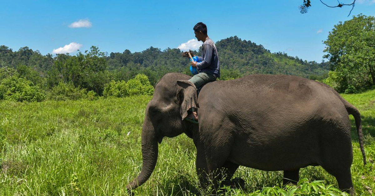 Misteri Gajah Menyembah Bulan Terbongkar Fakta Mengejutkan