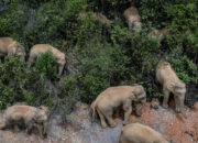 Pemburu Hewan Langka Tewas Diinjak Gajah Balasan Alam