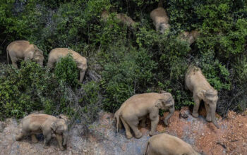 Pemburu Hewan Langka Tewas Diinjak Gajah Balasan Alam