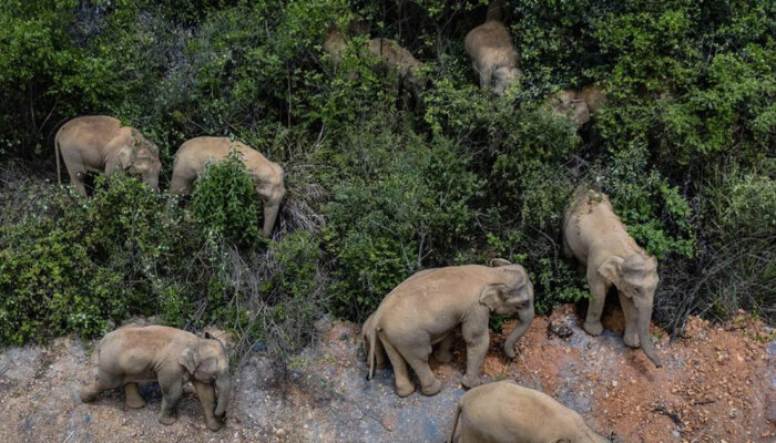 Pemburu Hewan Langka Tewas Diinjak Gajah Balasan Alam