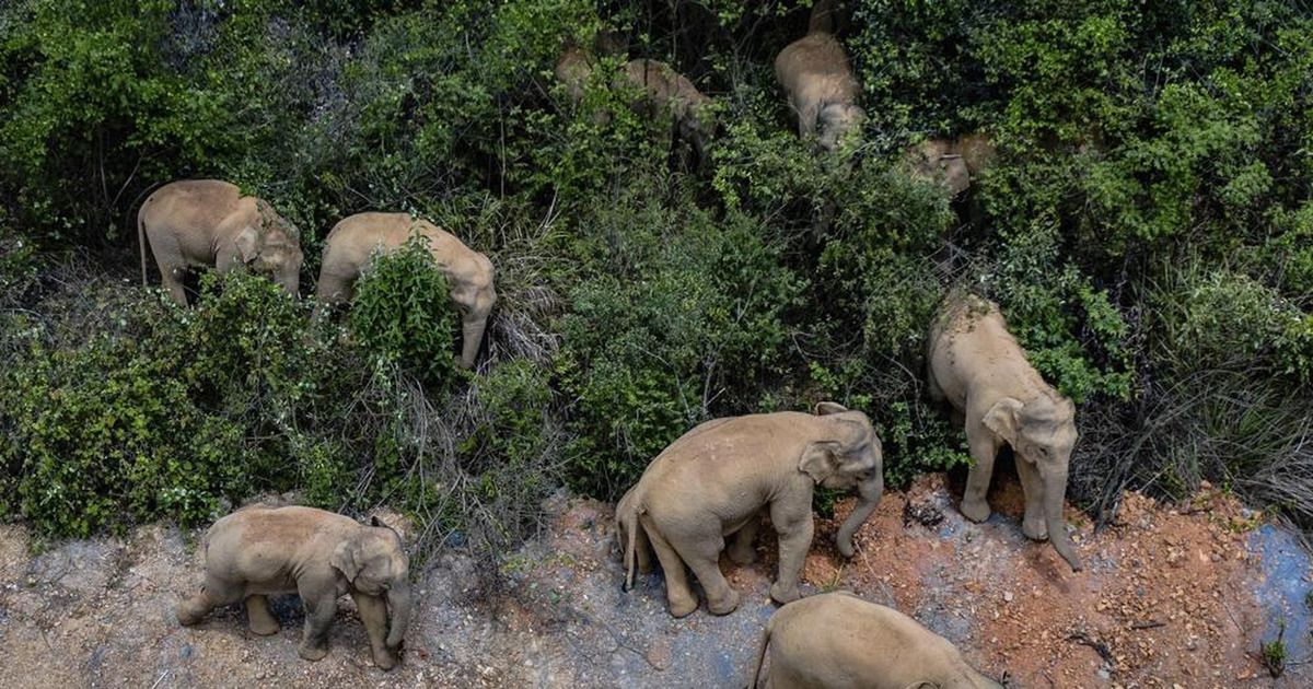 Pemburu Hewan Langka Tewas Diinjak Gajah Balasan Alam