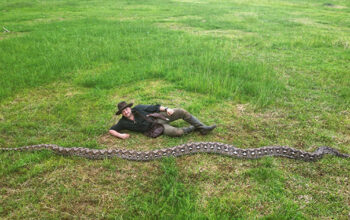 Penampakan Ular Terpanjang Dunia di Sulawesi Bikin Heboh