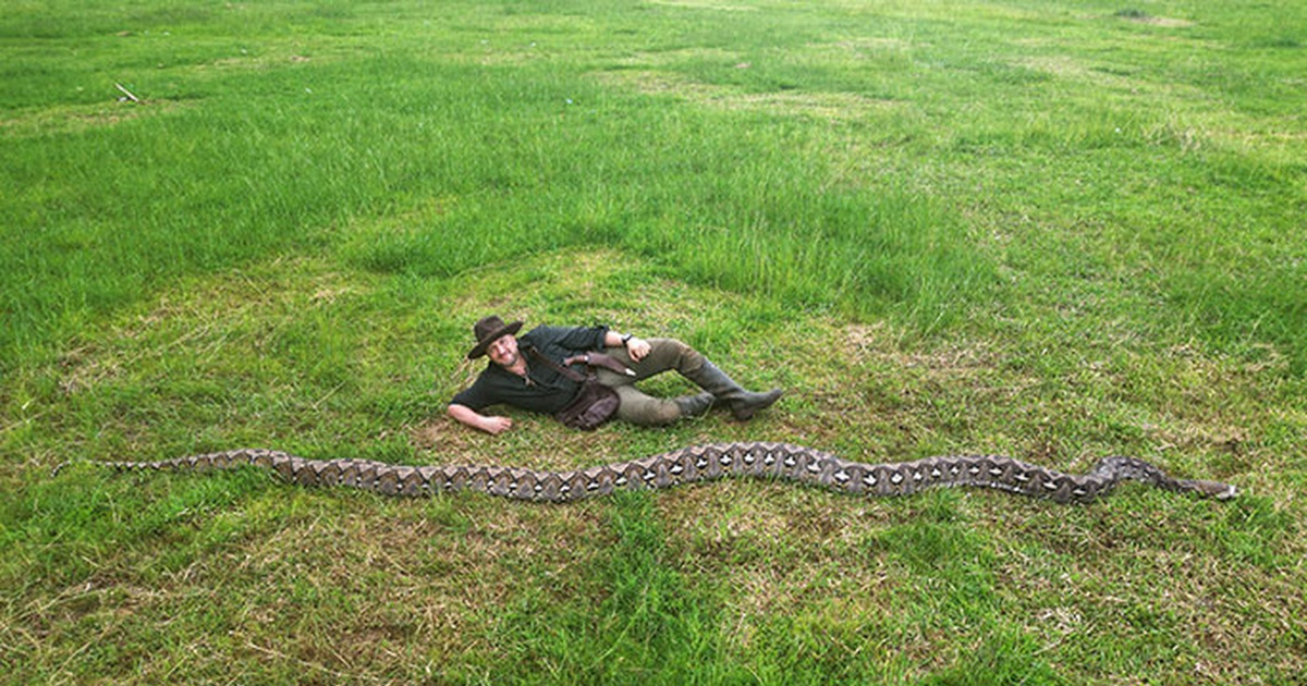 Penampakan Ular Terpanjang Dunia di Sulawesi Bikin Heboh