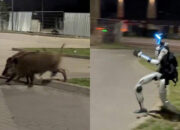 Robot Humanoid Edward Usir Babi Hutan Aksi Viral Dunia