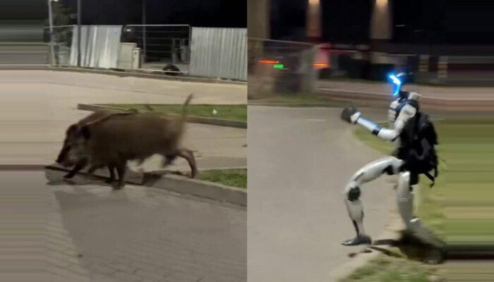 Robot Humanoid Edward Usir Babi Hutan Aksi Viral Dunia