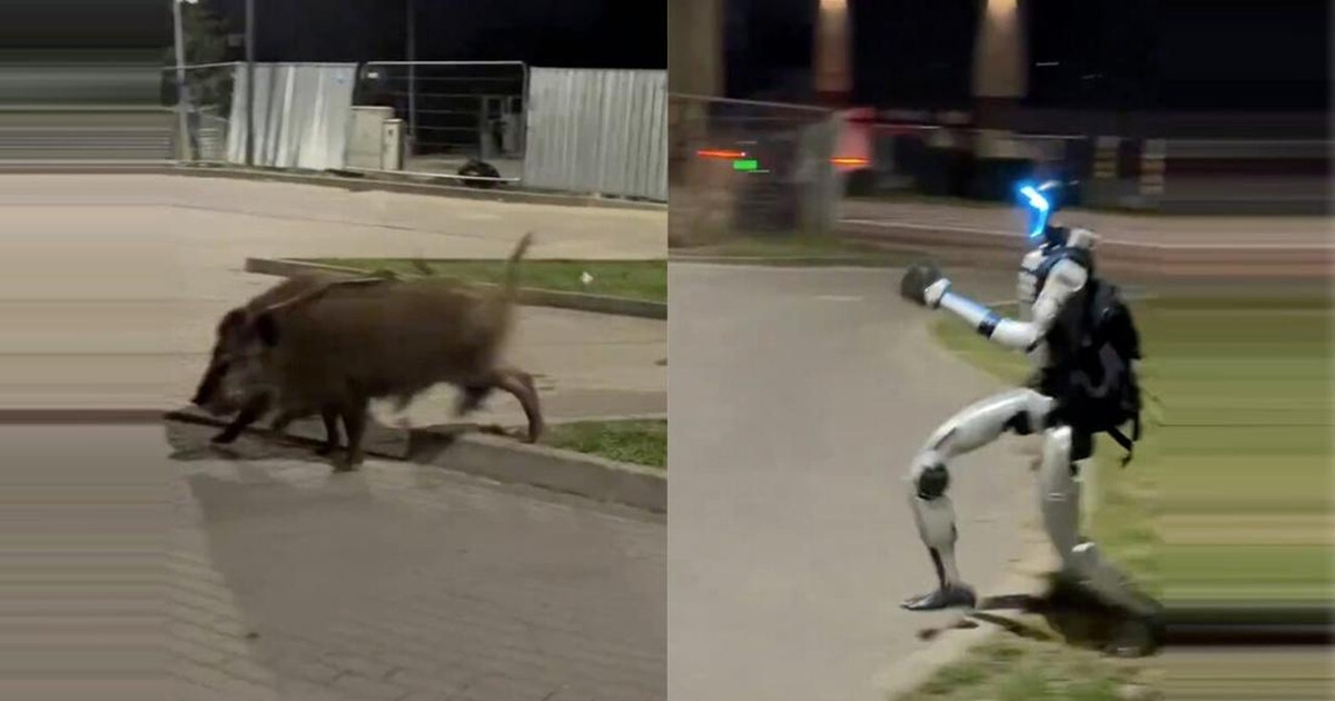 Robot Humanoid Edward Usir Babi Hutan Aksi Viral Dunia