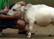 Sapi Mungil Rani Bangladesh Viral, Kisah Pilu di Baliknya