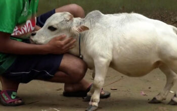 Sapi Mungil Rani Bangladesh Viral, Kisah Pilu di Baliknya