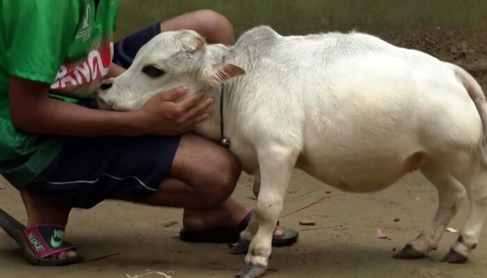 Sapi Mungil Rani Bangladesh Viral, Kisah Pilu di Baliknya