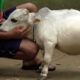 Sapi Mungil Rani Bangladesh Viral, Kisah Pilu di Baliknya