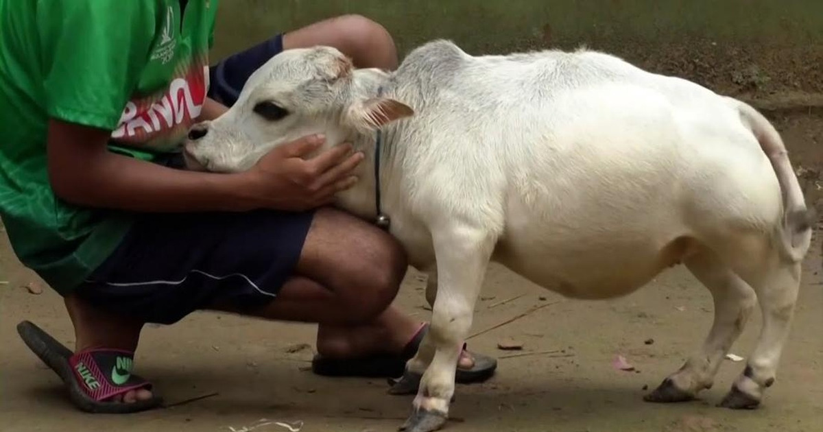Sapi Mungil Rani Bangladesh Viral, Kisah Pilu di Baliknya