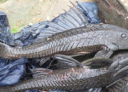 Sapu-Sapu Invasi Sungai Bisakah Diatasi Predator Lokal