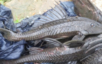 Sapu-Sapu Invasi Sungai Bisakah Diatasi Predator Lokal